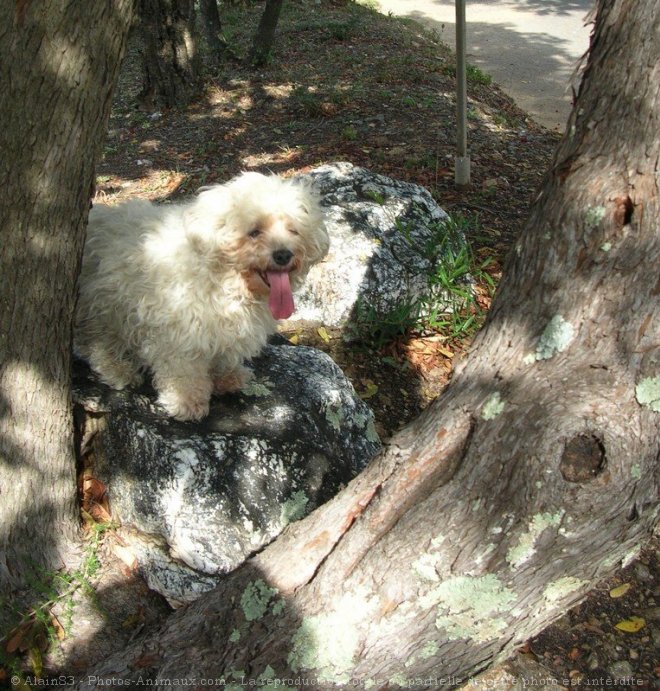 Photo de Bichon maltais