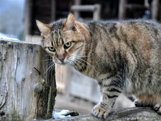 Photo de Chat domestique