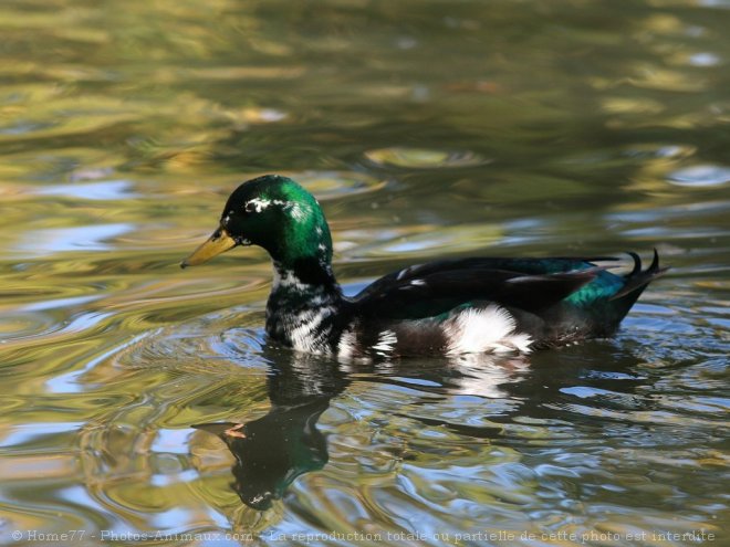 Photo de Canard colvert