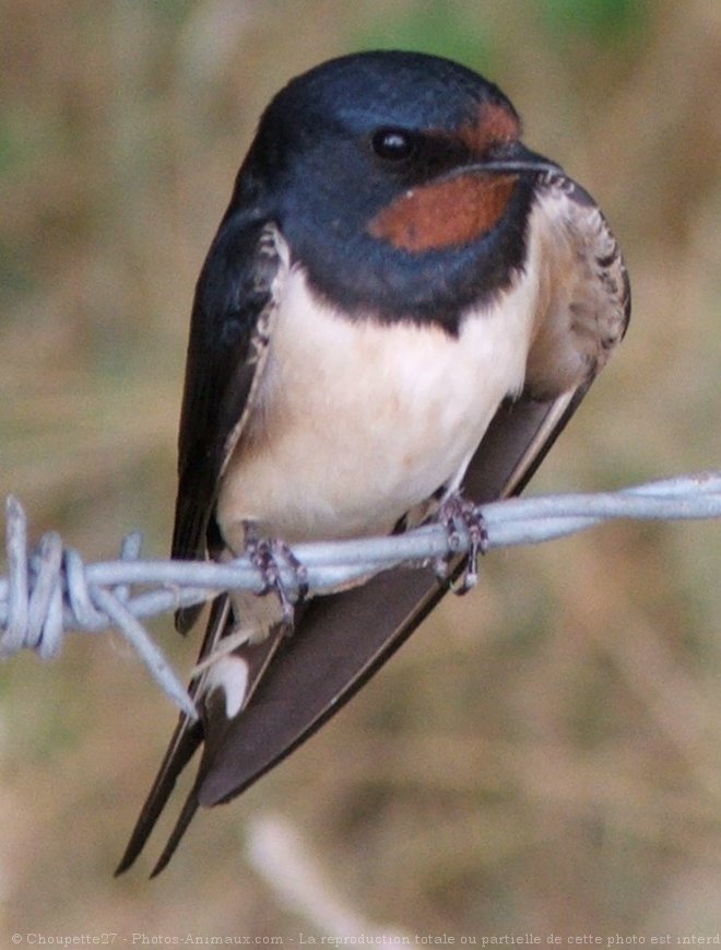 Photo de Hirondelle