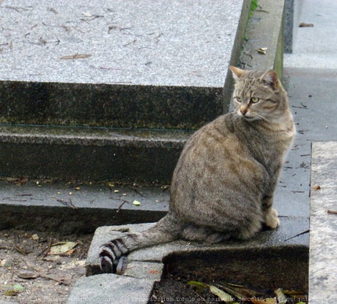 Photo de Chat domestique