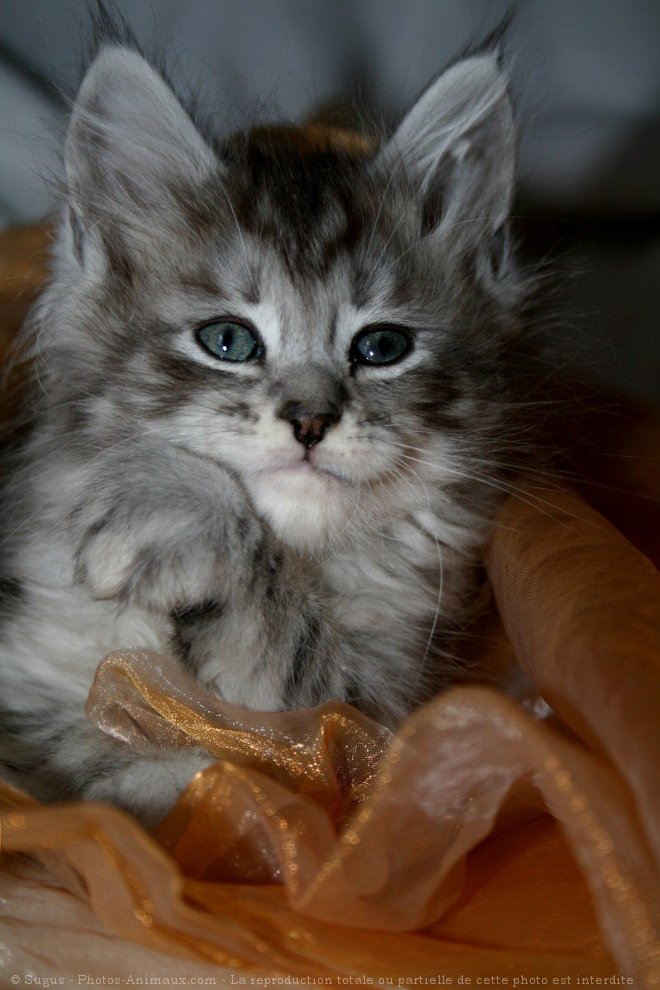 Photo de Maine coon