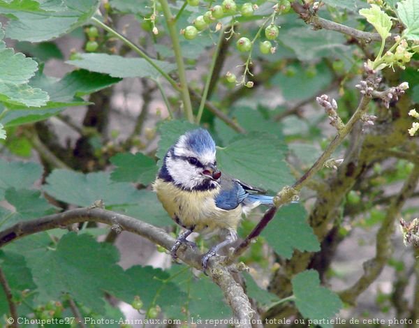 Photo de Msange bleue