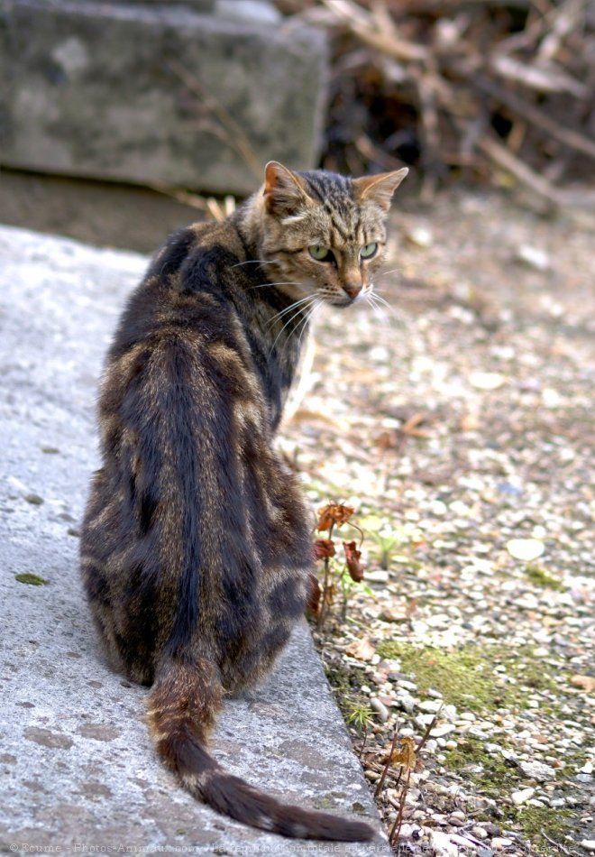 Photo de Chat domestique