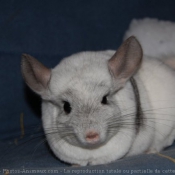 Photo de Chinchilla