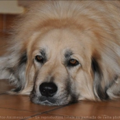 Photo de Chien de berger yougoslave de charplanina