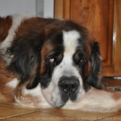 Photo de Saint-bernard poil long