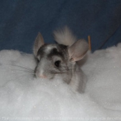 Photo de Chinchilla