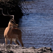 Photo d'Impala