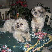 Photo de Shih tzu