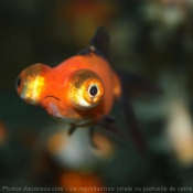 Photo de Poissons rouges