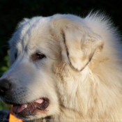 Photo de Chien de montagne des pyrnes