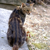 Photo de Chat domestique