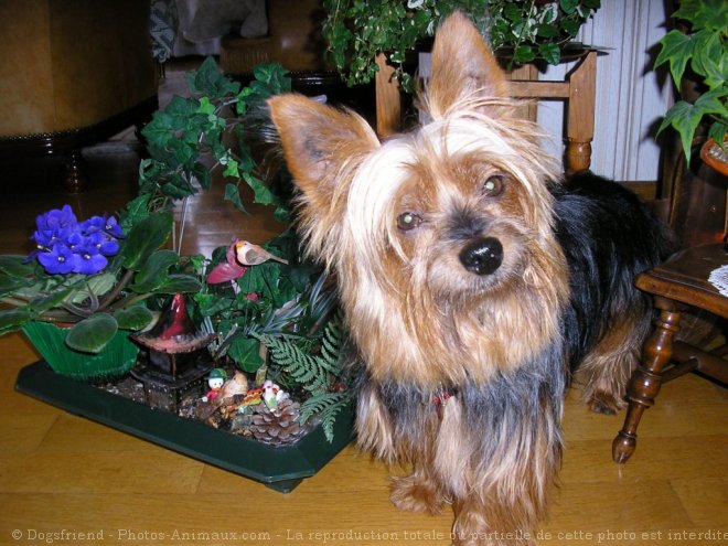 Photo de Yorkshire terrier