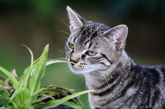 Photo de Chat domestique