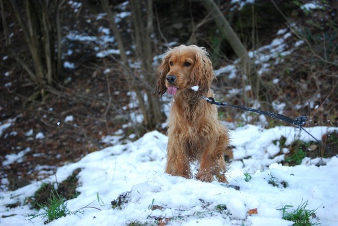 Photo de Cocker anglais