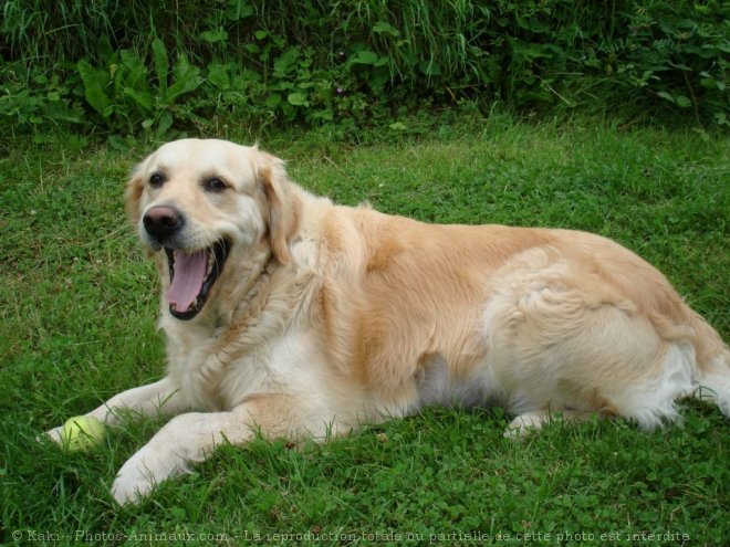 Photo de Golden retriever