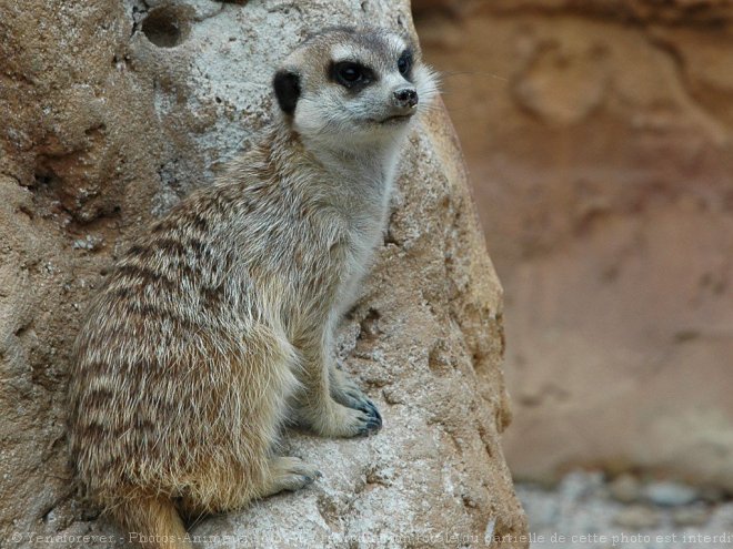 Photo de Suricate