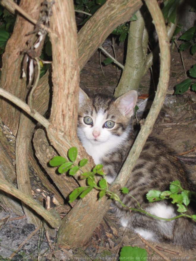 Photo de Chat domestique