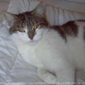 Photo de Chat domestique