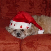 Photo de Lhassa apso