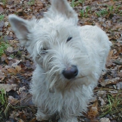 Photo de Scottish terrier