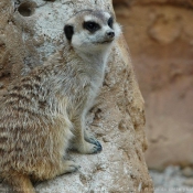 Photo de Suricate