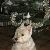 Photo de West highland white terrier