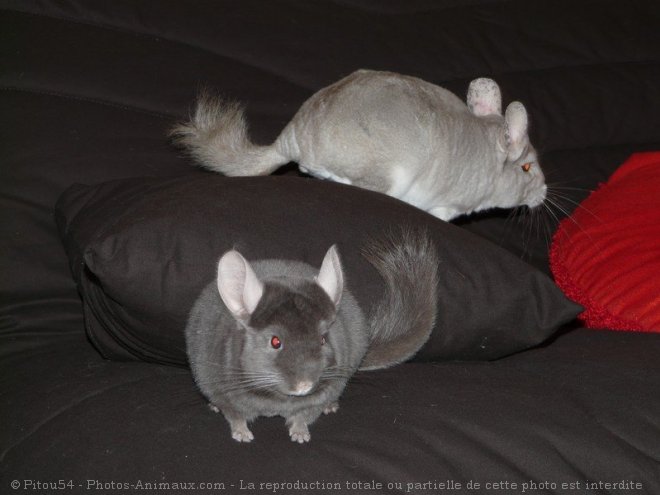 Photo de Chinchilla