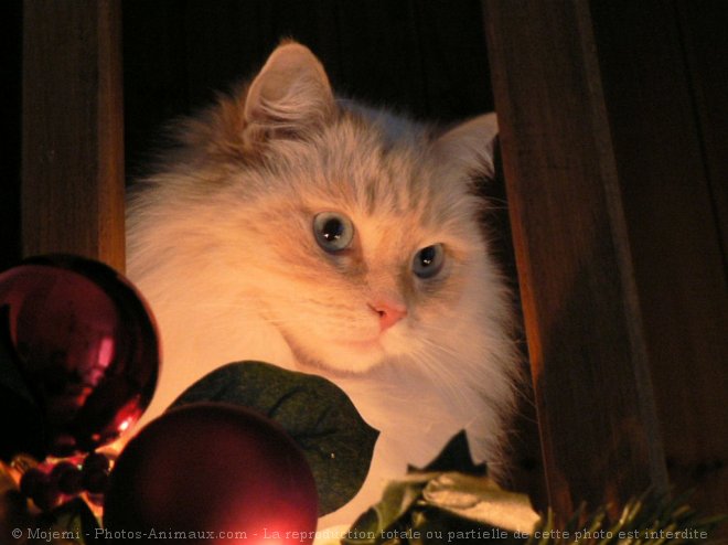 Photo de Ragdoll