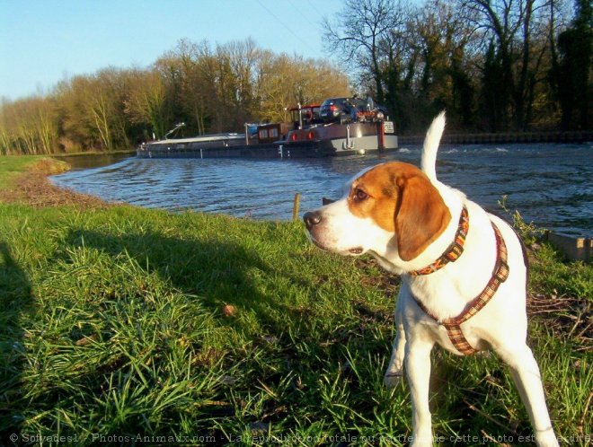 Photo de Beagle