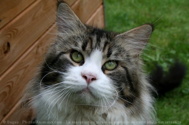 Photo de Maine coon