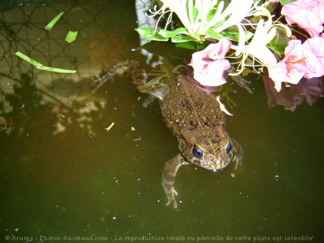 Photo de Crapaud