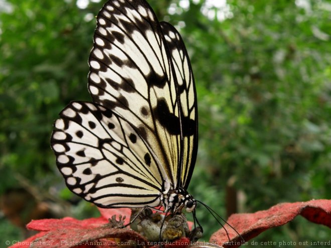 Photo de Papillon