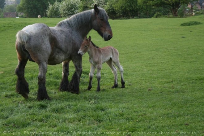 Photo de Trait belge