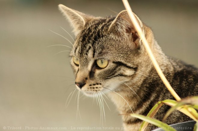 Photo de Chat domestique