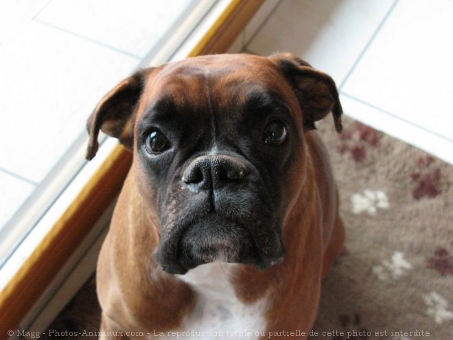 Photo de Boxer