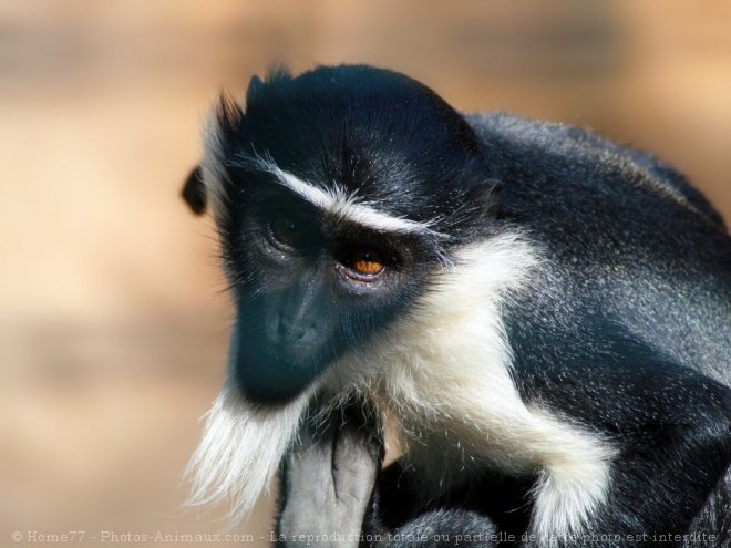 Photo de Singe - cercopithque