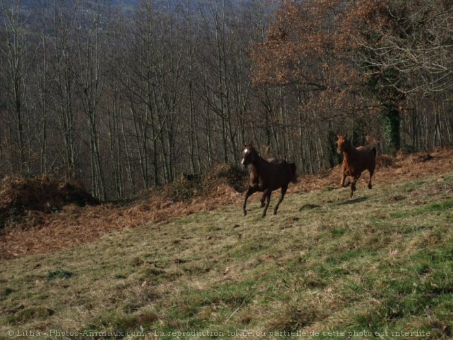 Photo de Quarter horse