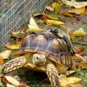 Photo de Tortue