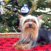 Photo de Yorkshire terrier