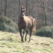 Photo de Quarter horse