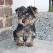 Photo de Yorkshire terrier