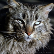 Photo de Maine coon