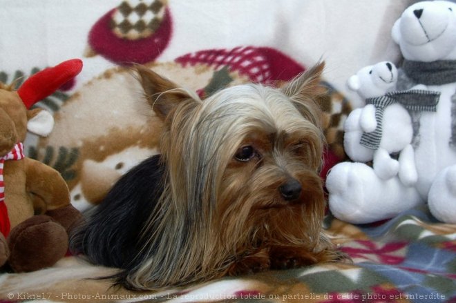 Photo de Yorkshire terrier