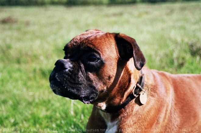 Photo de Boxer