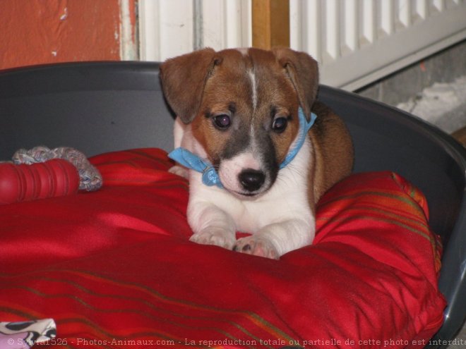 Photo de Jack russell terrier