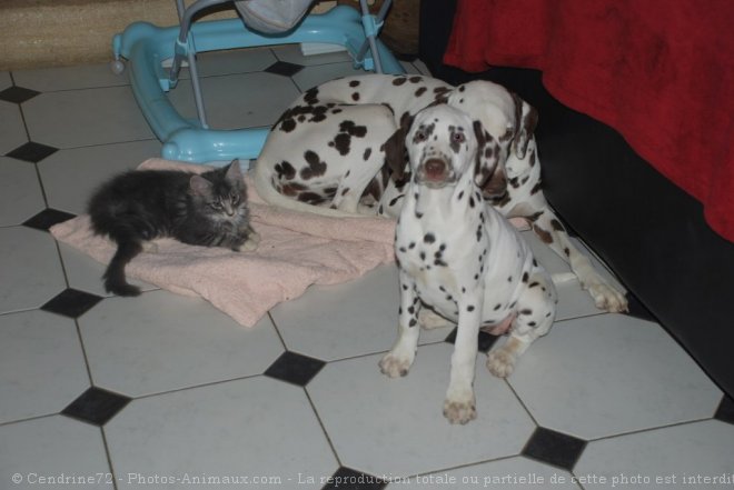 Photo de Dalmatien