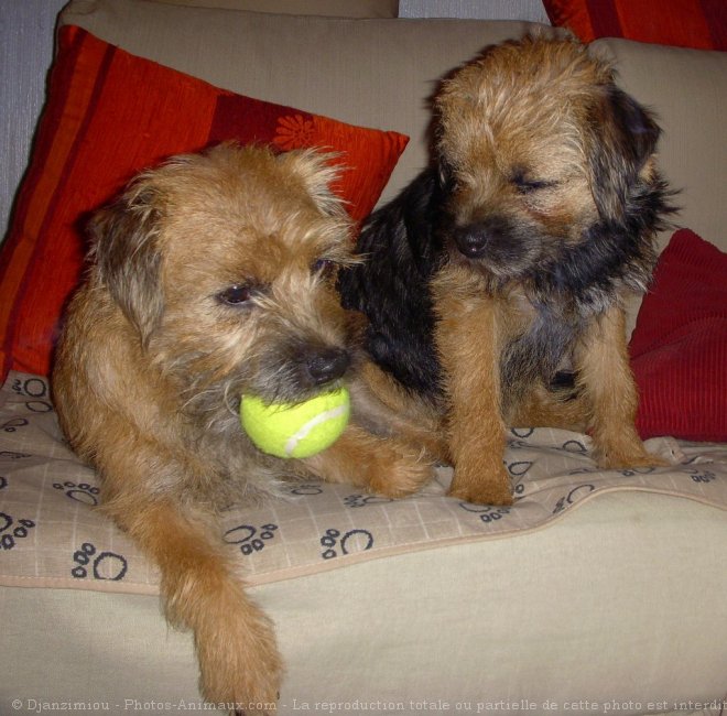 Photo de Border terrier