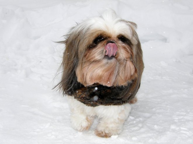 Photo de Shih tzu